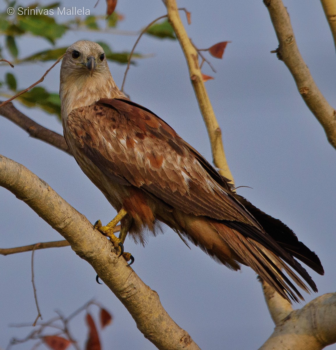 Brahminy Kite - ML325884711