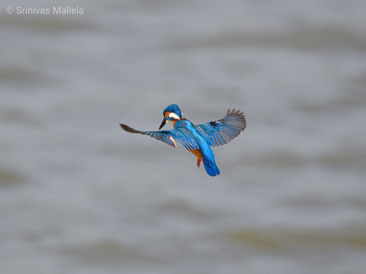 Common Kingfisher - Srinivas Mallela