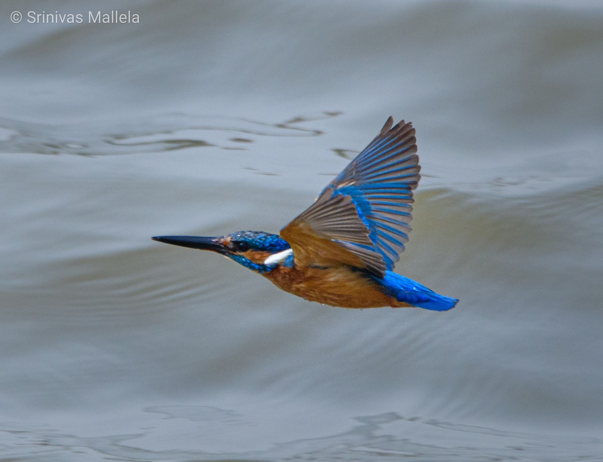 Common Kingfisher - ML325884751