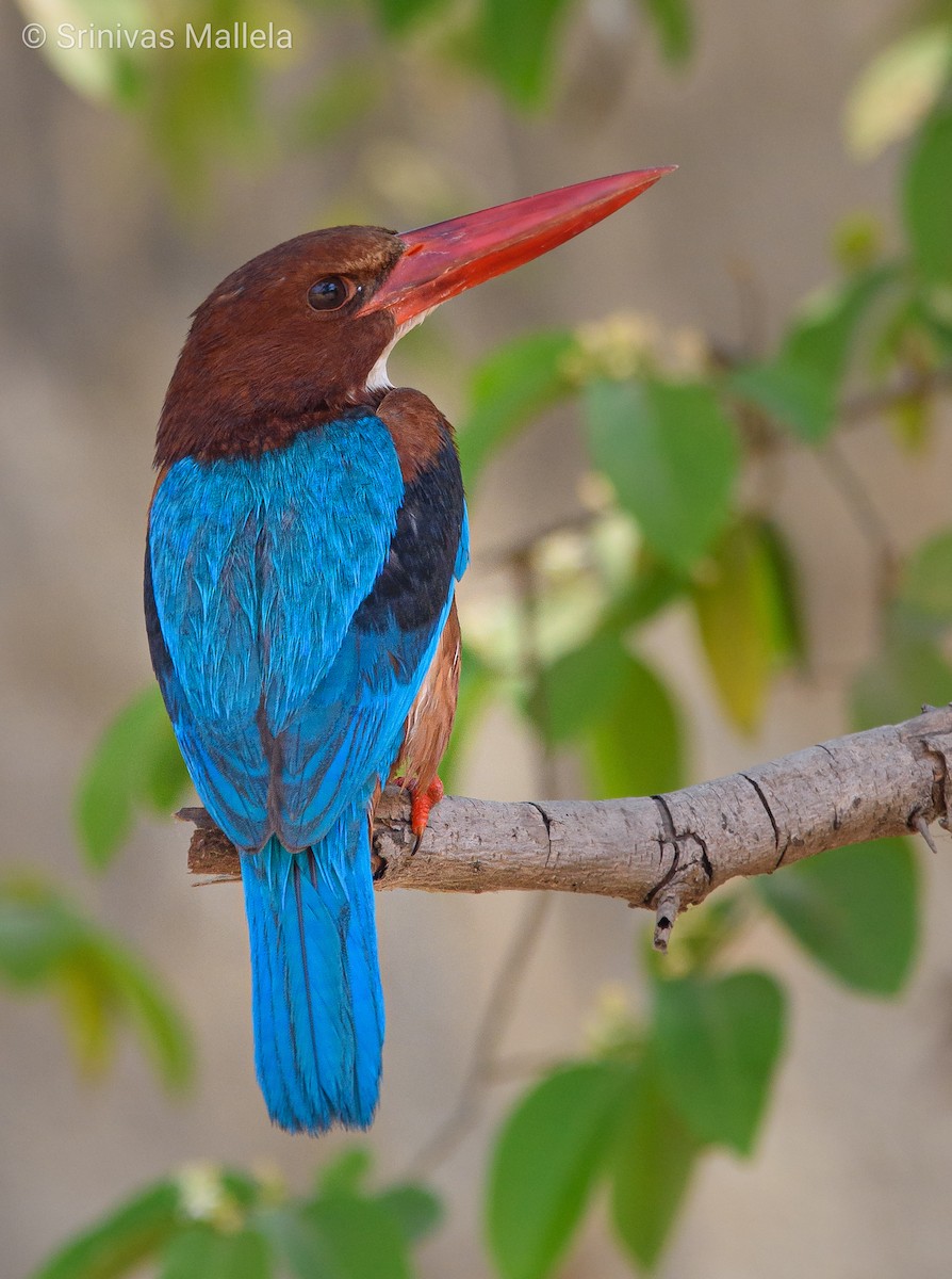 White-throated Kingfisher - ML325884801