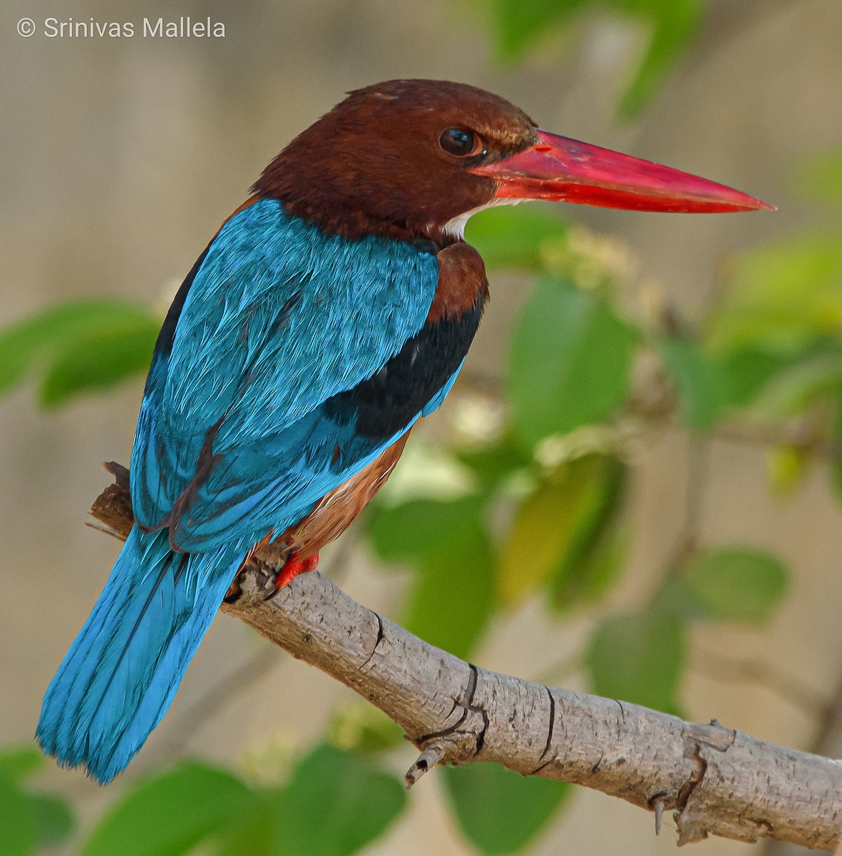 White-throated Kingfisher - ML325884821