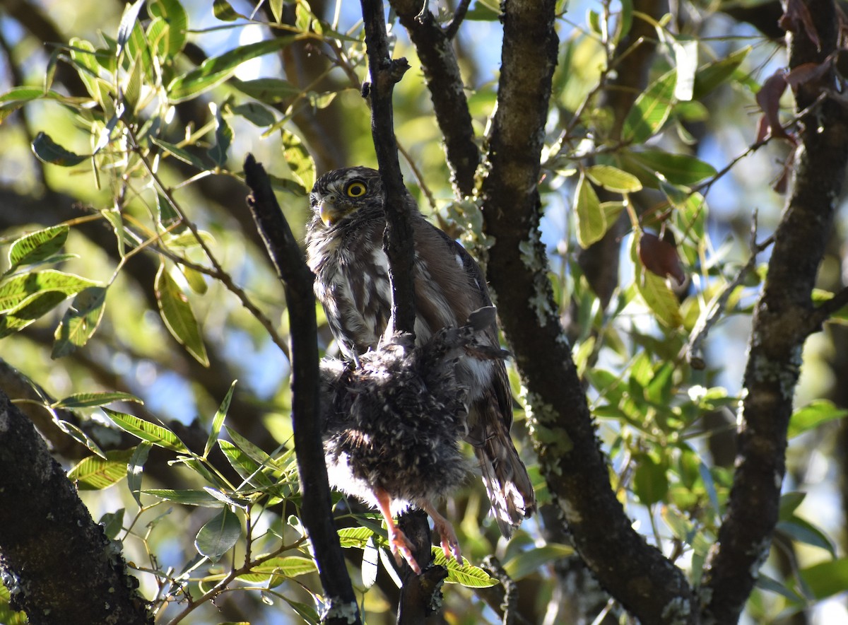 Ferruginous Pygmy-Owl - ML325884881