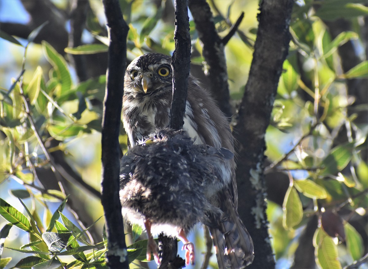 Ferruginous Pygmy-Owl - ML325885351