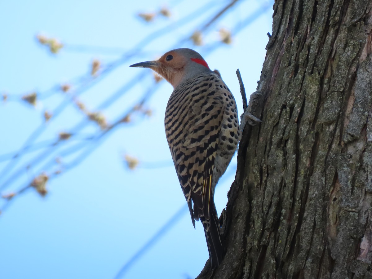 Northern Flicker - ML325886001