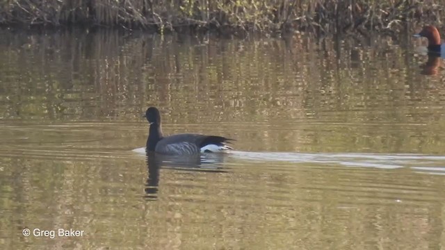 Brant (Dark-bellied) - ML325886021