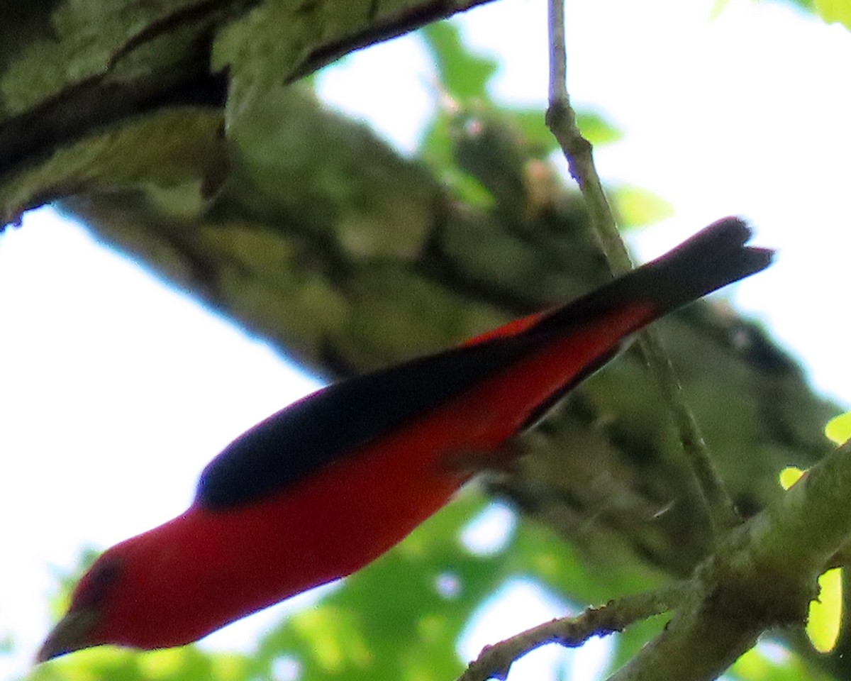 Scarlet Tanager - ML325886121