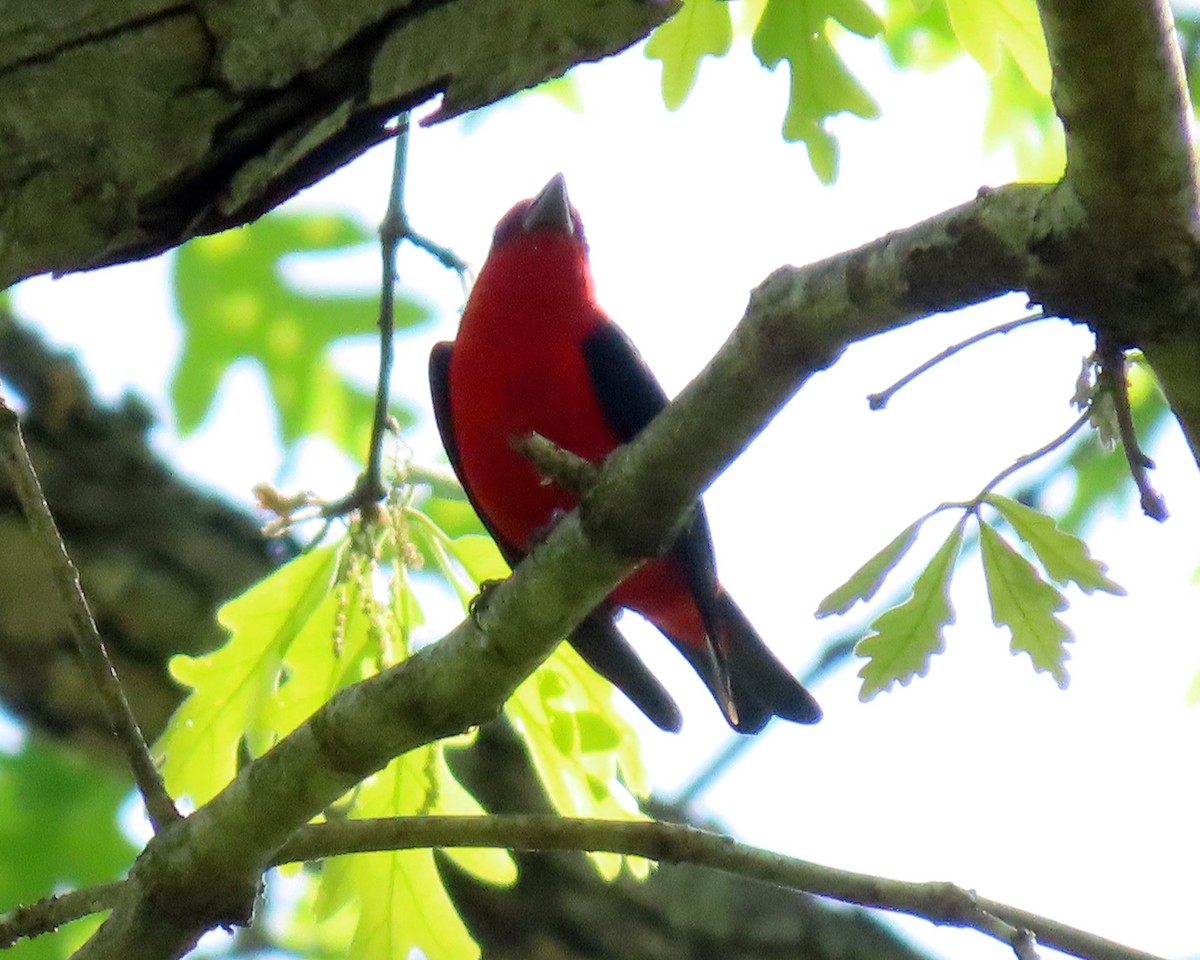 Scarlet Tanager - ML325886141