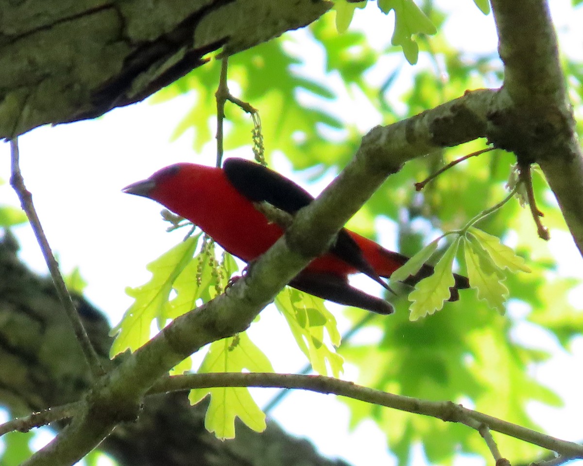Scarlet Tanager - ML325886151