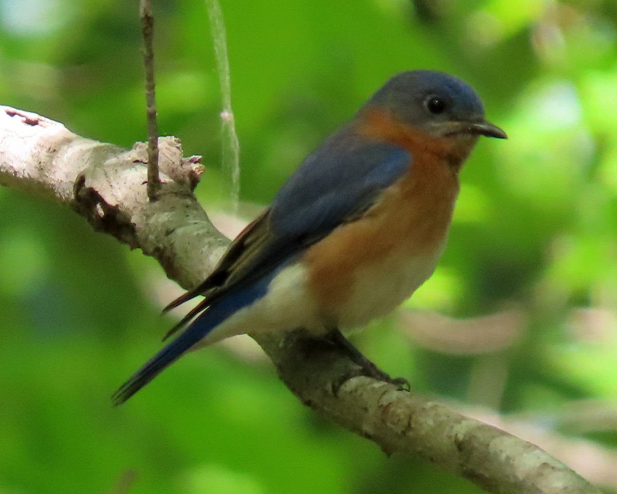 Eastern Bluebird - ML325886241