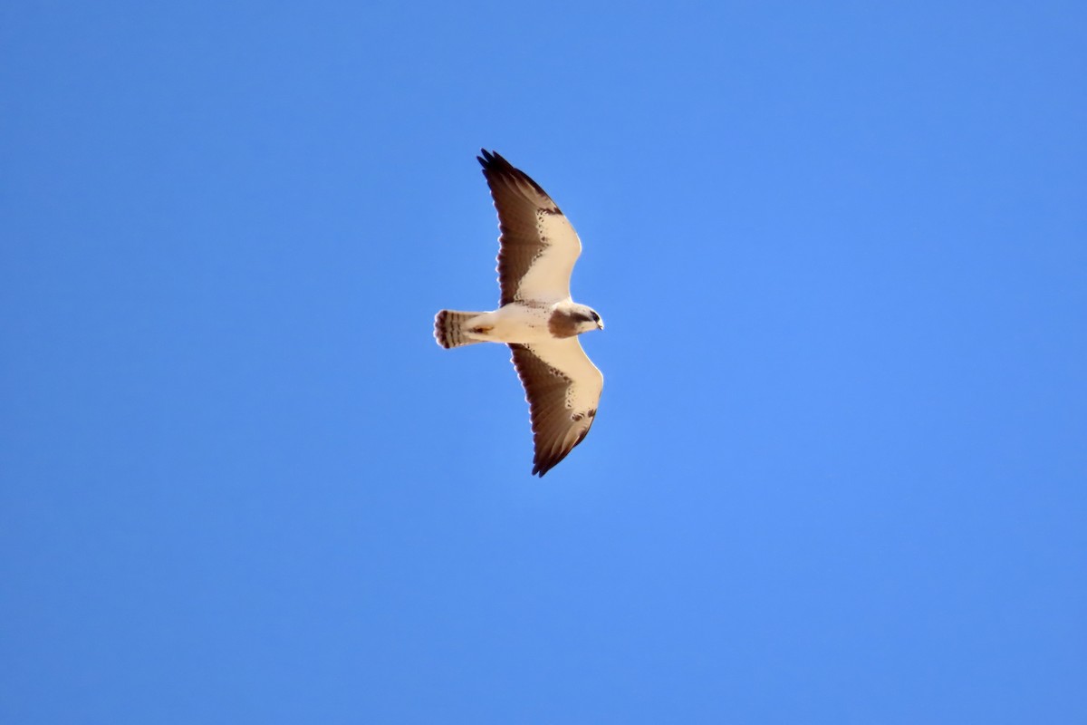 Swainson's Hawk - ML325886421