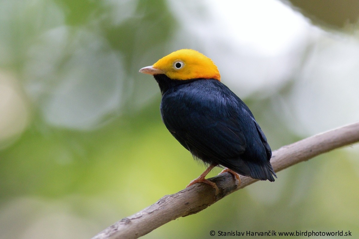 Manakin à tête d'or - ML325887181