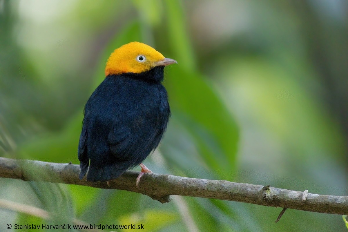 Manakin à tête d'or - ML325887191