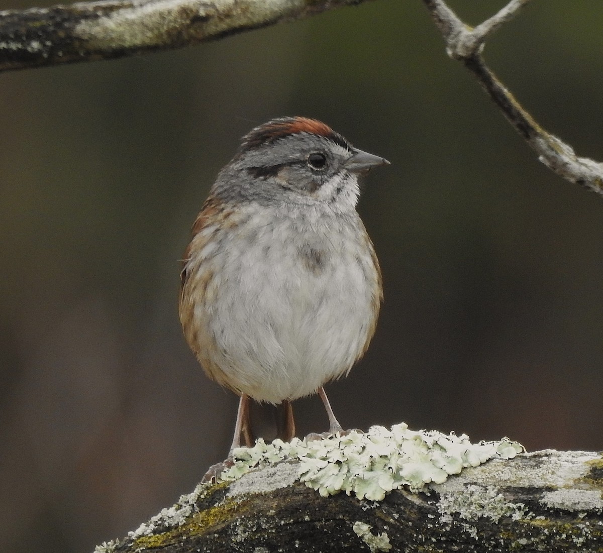 Swamp Sparrow - ML325887671