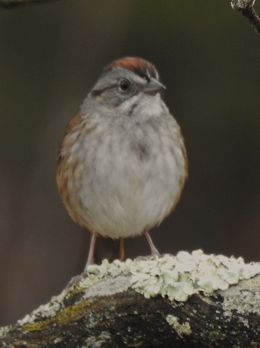 Swamp Sparrow - ML325887701