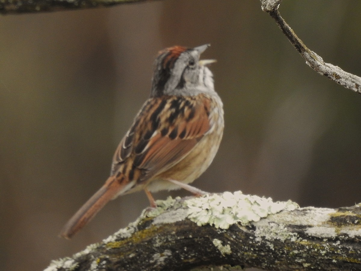 Swamp Sparrow - ML325887801