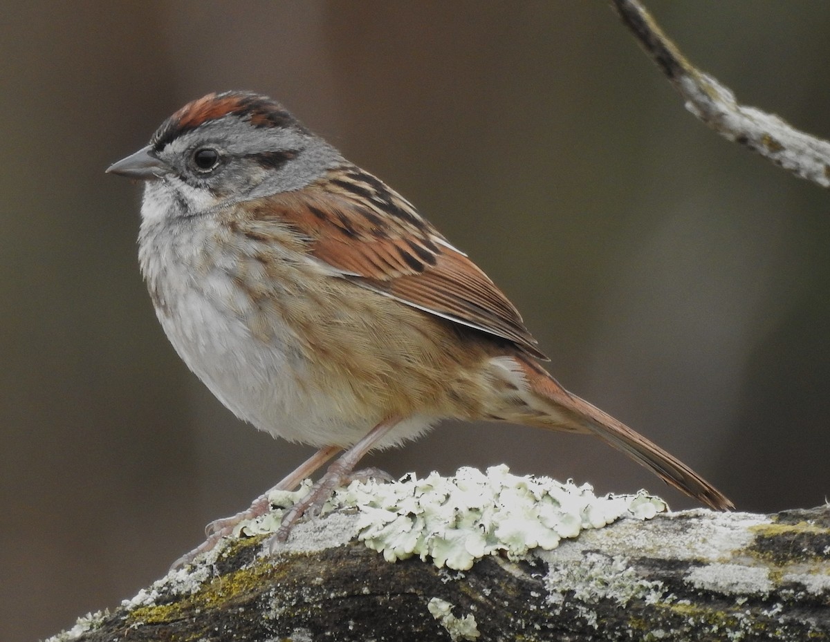 Swamp Sparrow - ML325887841