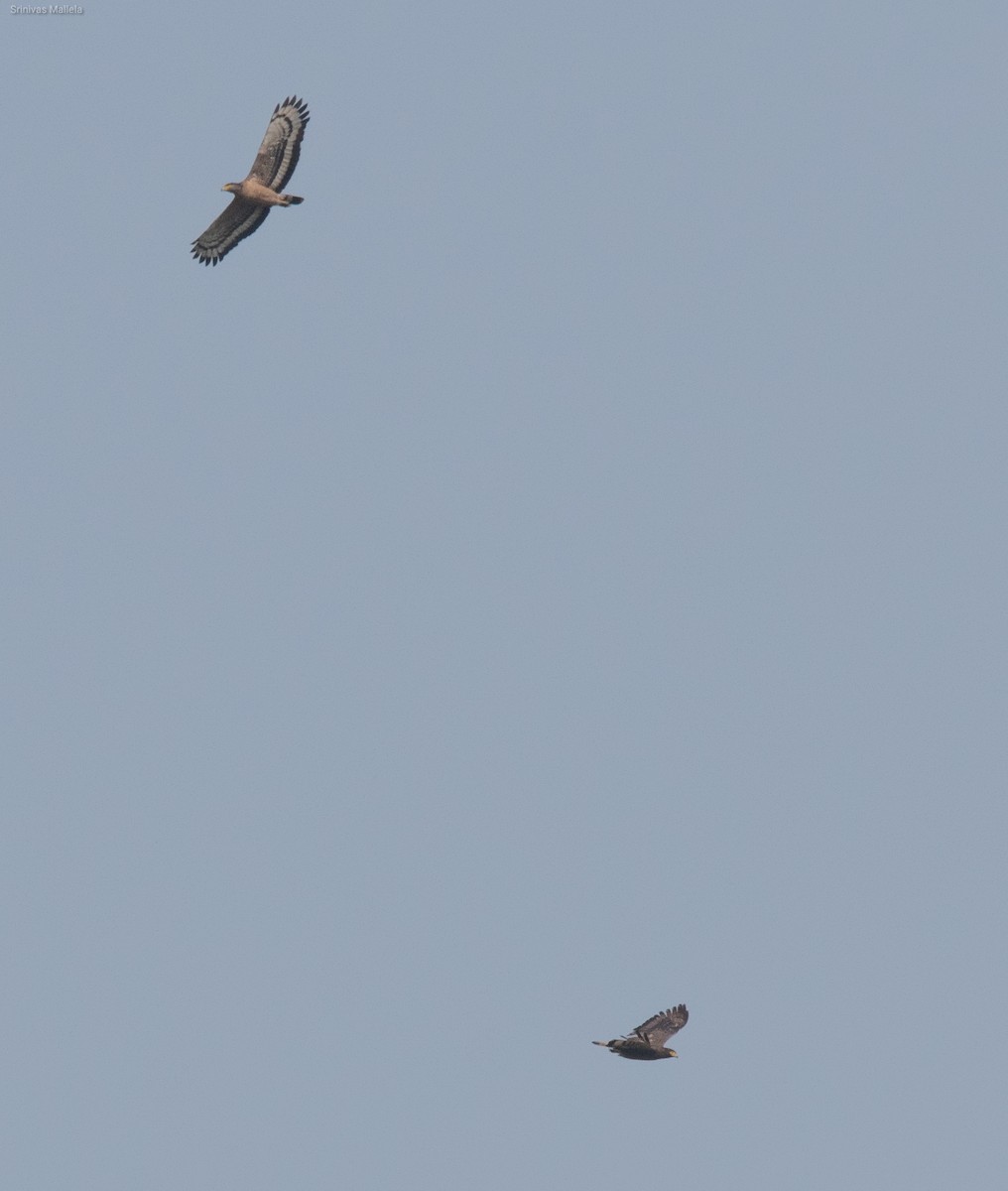 Crested Serpent-Eagle - ML325888611