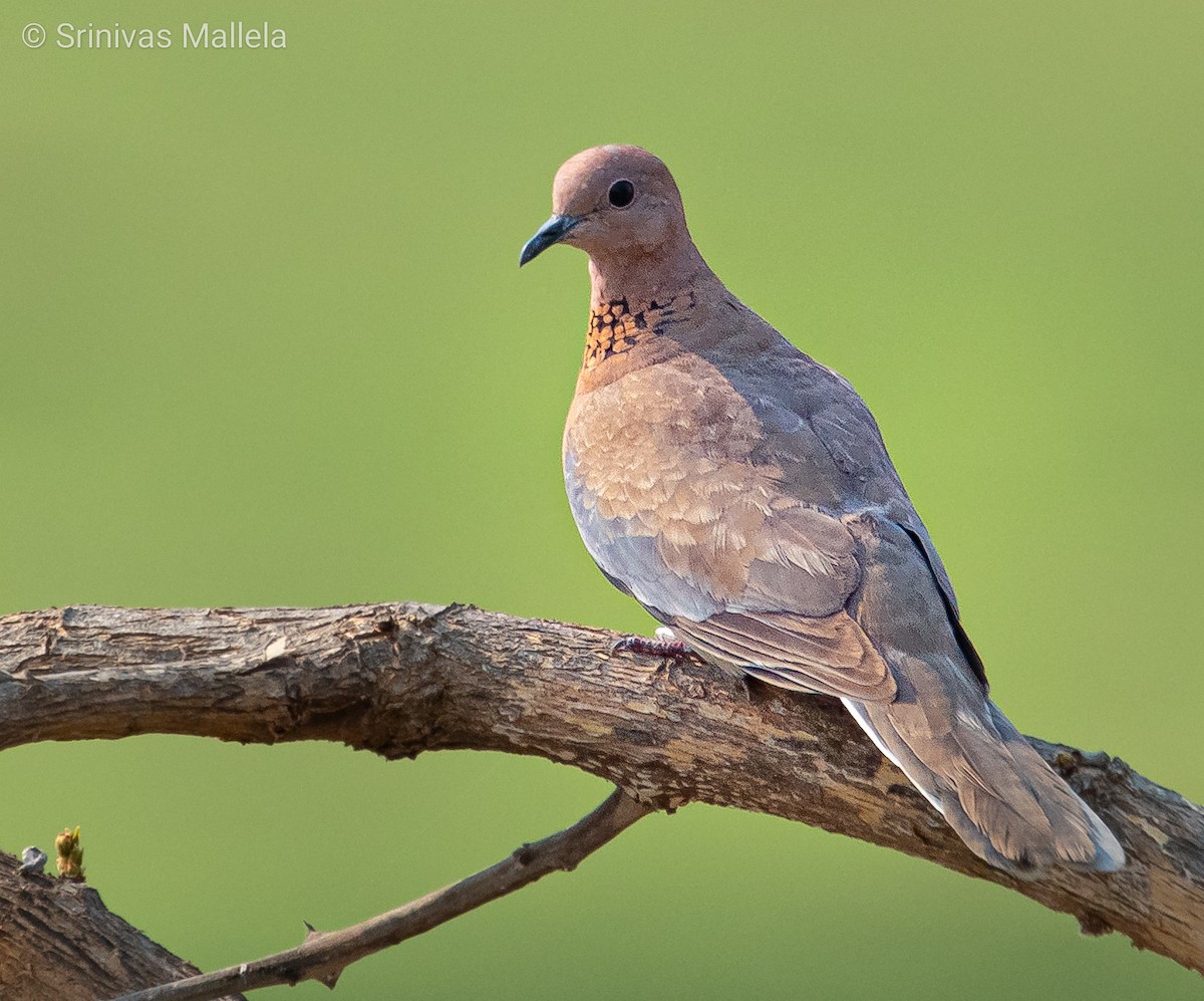 Tórtola Senegalesa - ML325889201