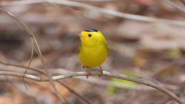 Wilson's Warbler - ML325890381