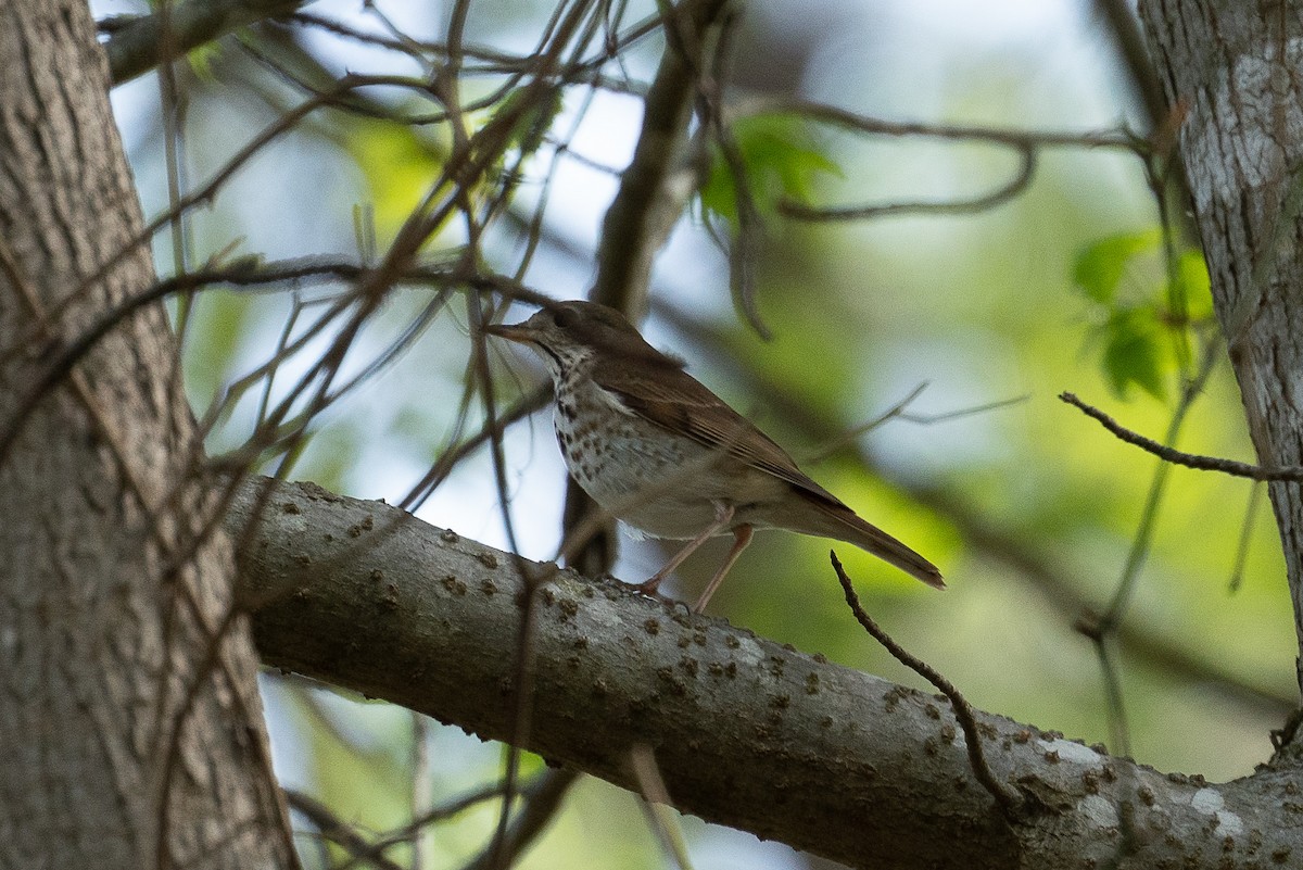 Hermit Thrush - ML325891141