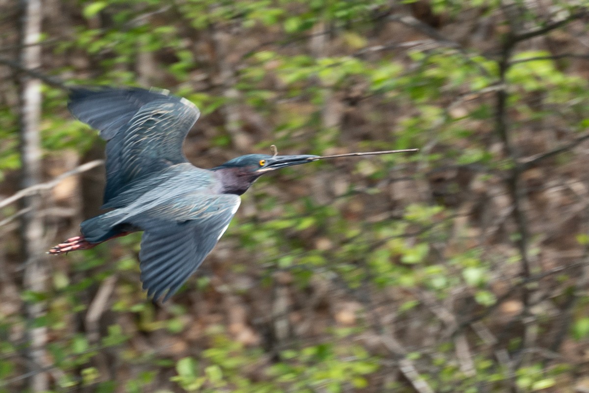 Green Heron - ML325891531