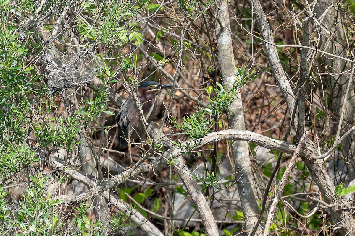 Green Heron - ML325891551