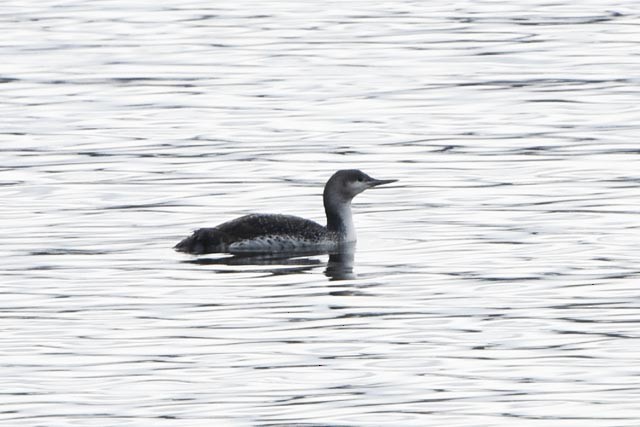 Red-throated Loon - ML325892331