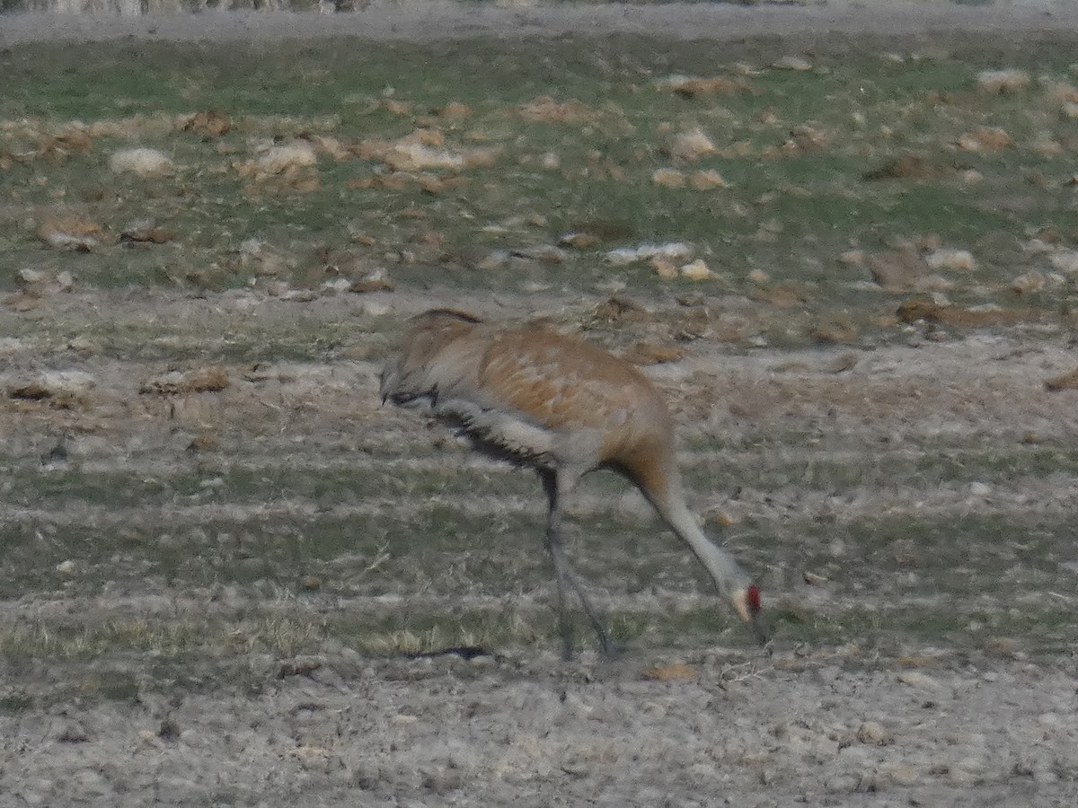 Sandhill Crane - ML325893711