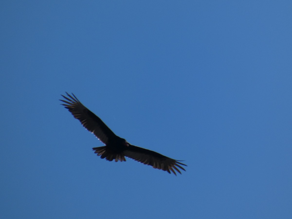 Turkey Vulture - Fatima Haltli