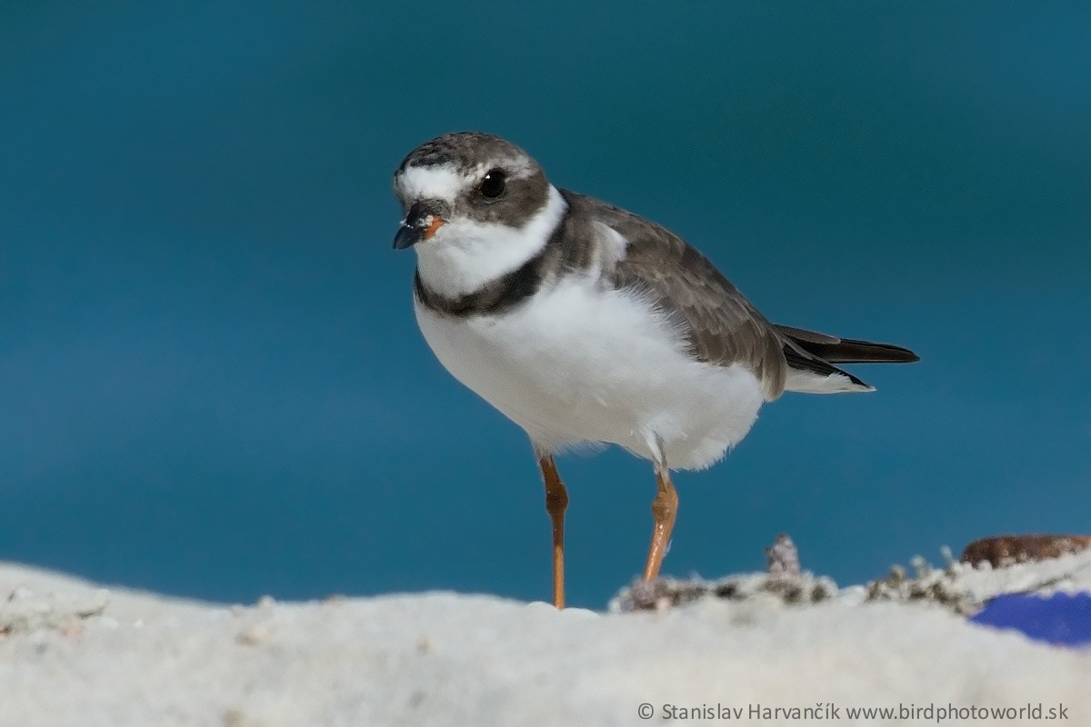 Semipalmated Plover - ML325895021
