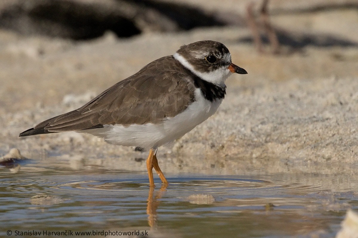 Semipalmated Plover - ML325895031
