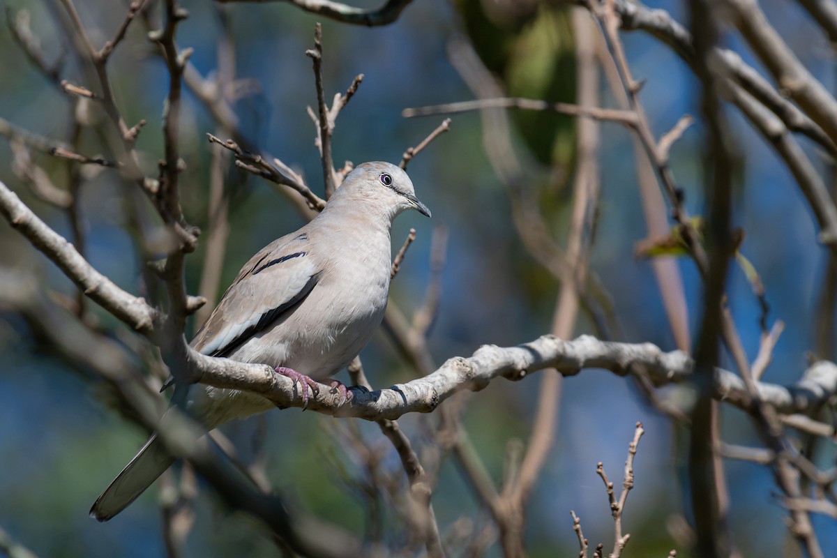Picui Ground Dove - ML325895311