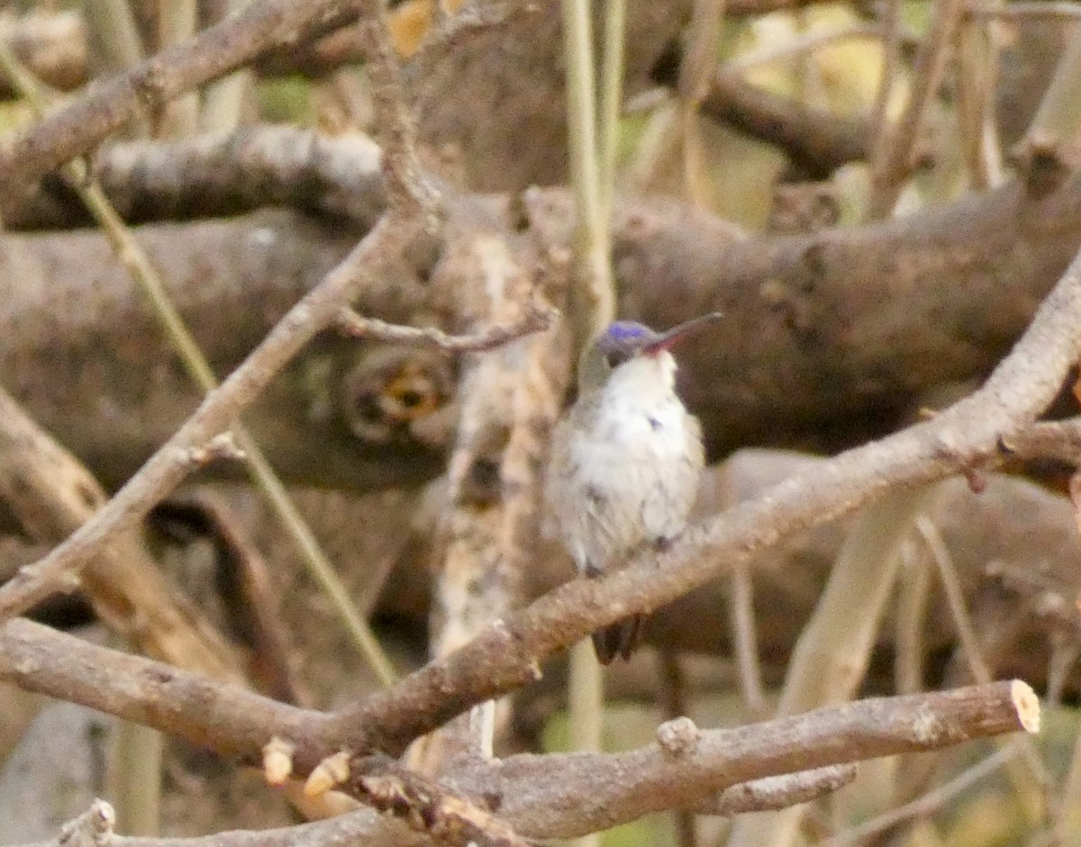 Violet-crowned Hummingbird - ML325895351