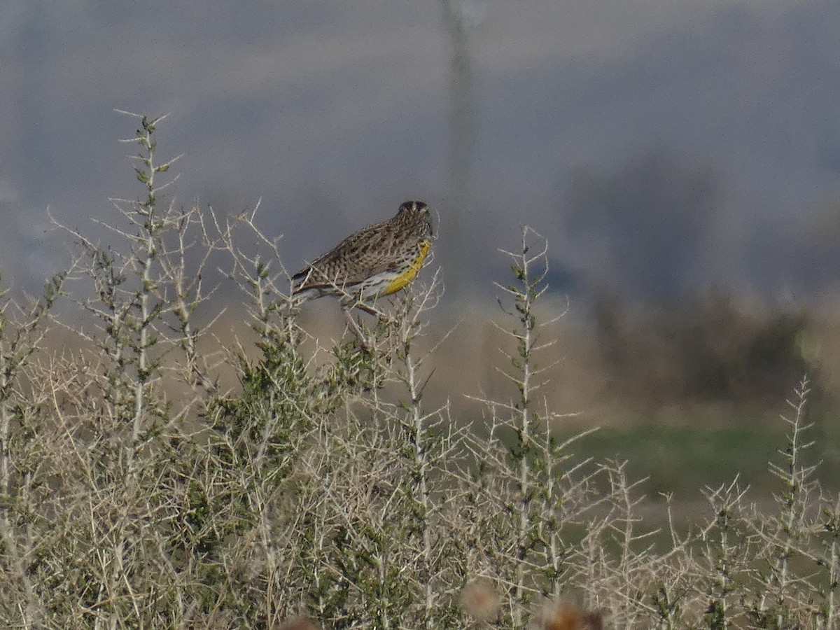 Western Meadowlark - ML325895881