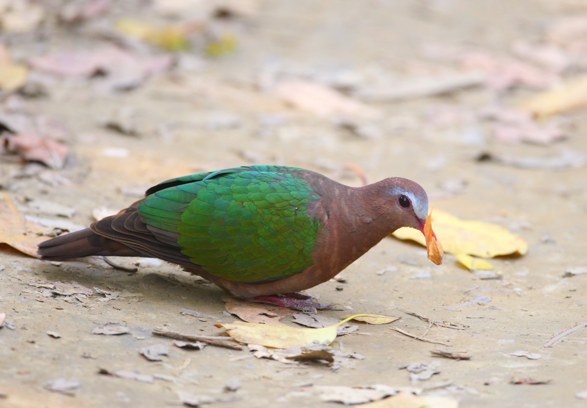 Asian Emerald Dove - ML325895891