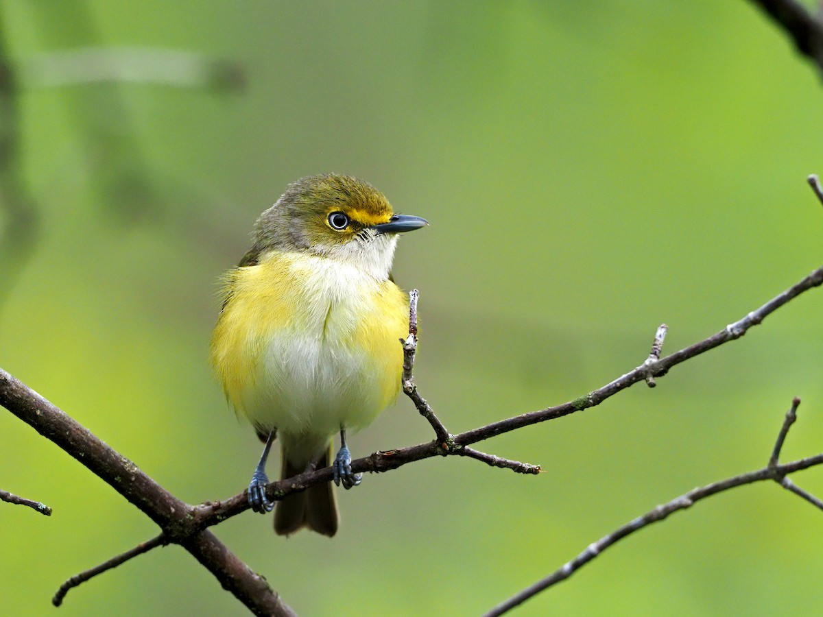 Ak Gözlü Vireo - ML325896221