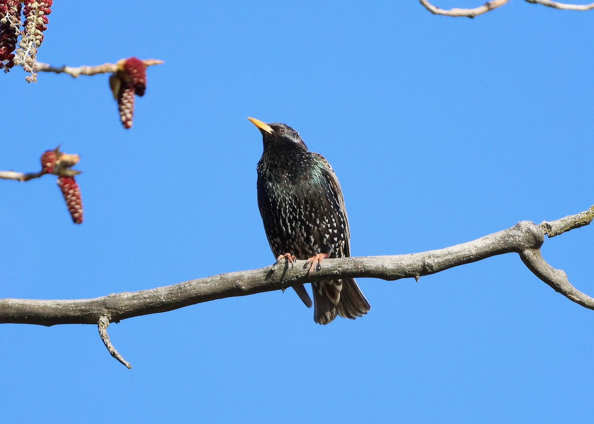 European Starling - ML325897571