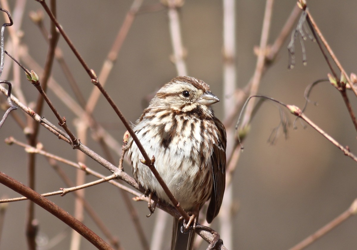 Song Sparrow - ML325898441