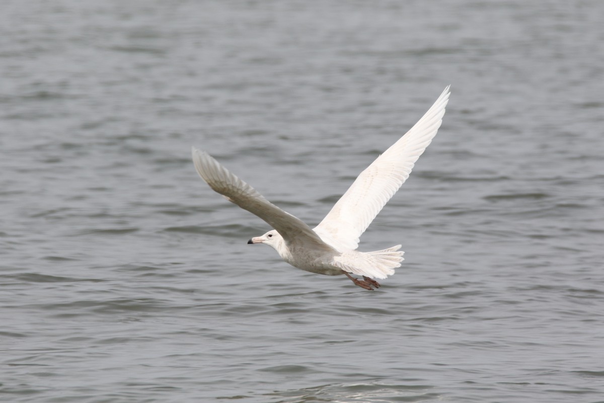 Glaucous Gull - Brad Carlson