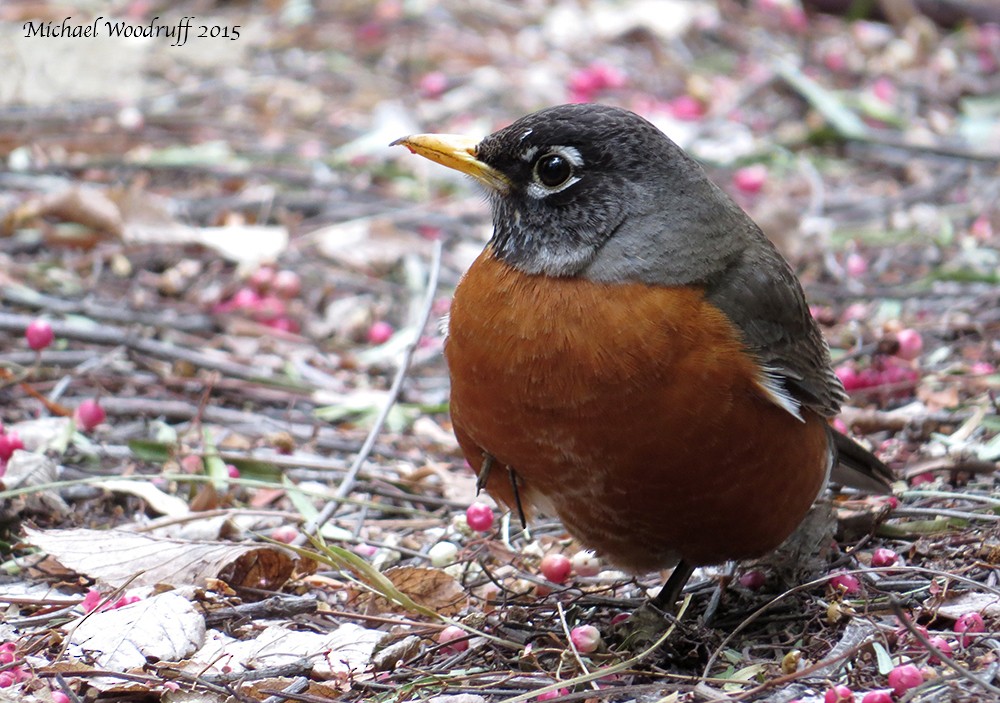 American Robin - ML32589991