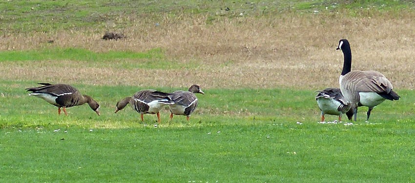 Greater White-fronted Goose - ML32590071