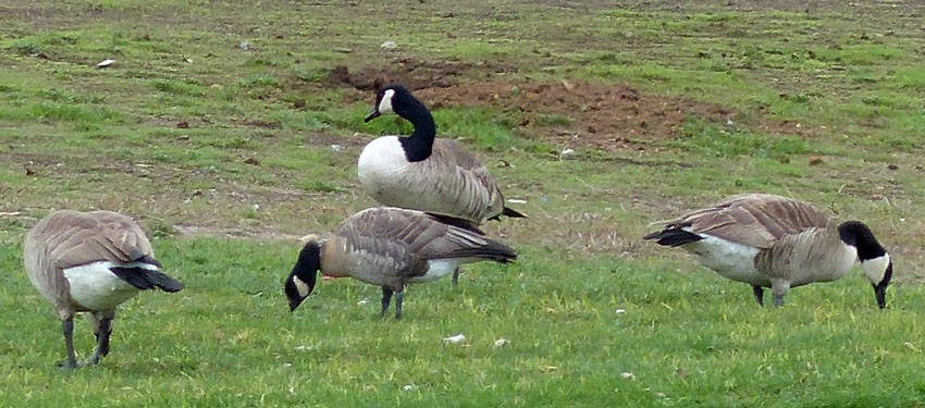 Cackling Goose - Gena Zolotar