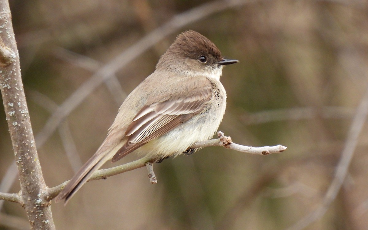 Eastern Phoebe - ML325900941