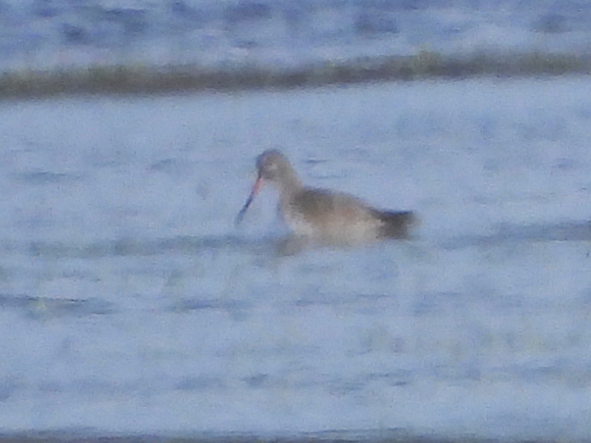 Spotted Redshank - ML325901521