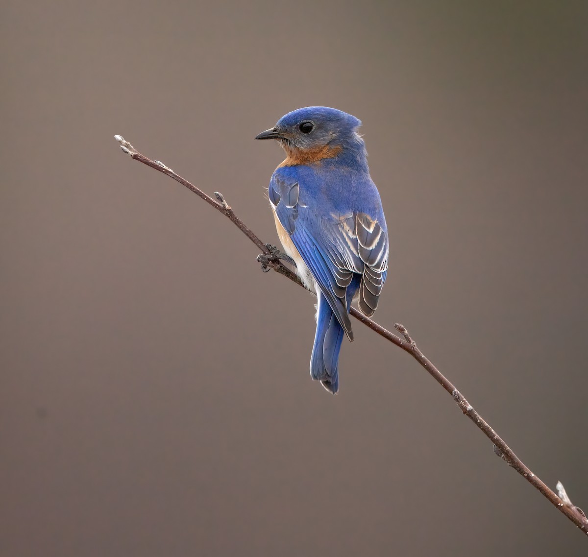 Eastern Bluebird - Robin Ohrt