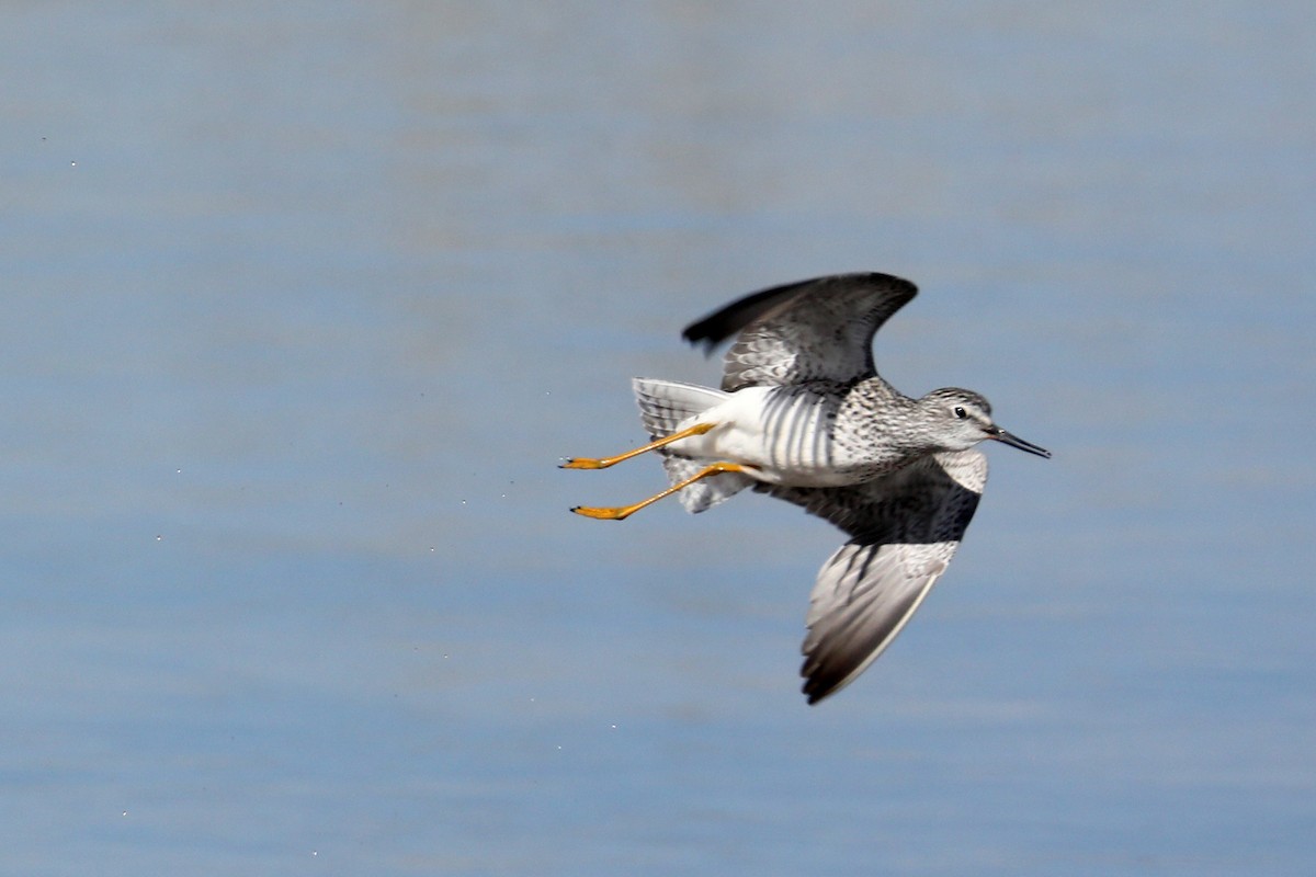 Lesser Yellowlegs - ML325903191