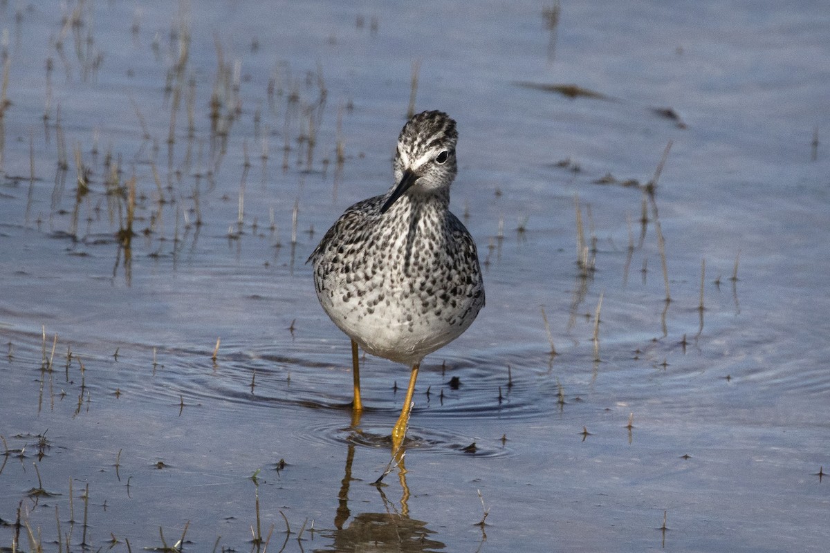 Lesser Yellowlegs - ML325904191
