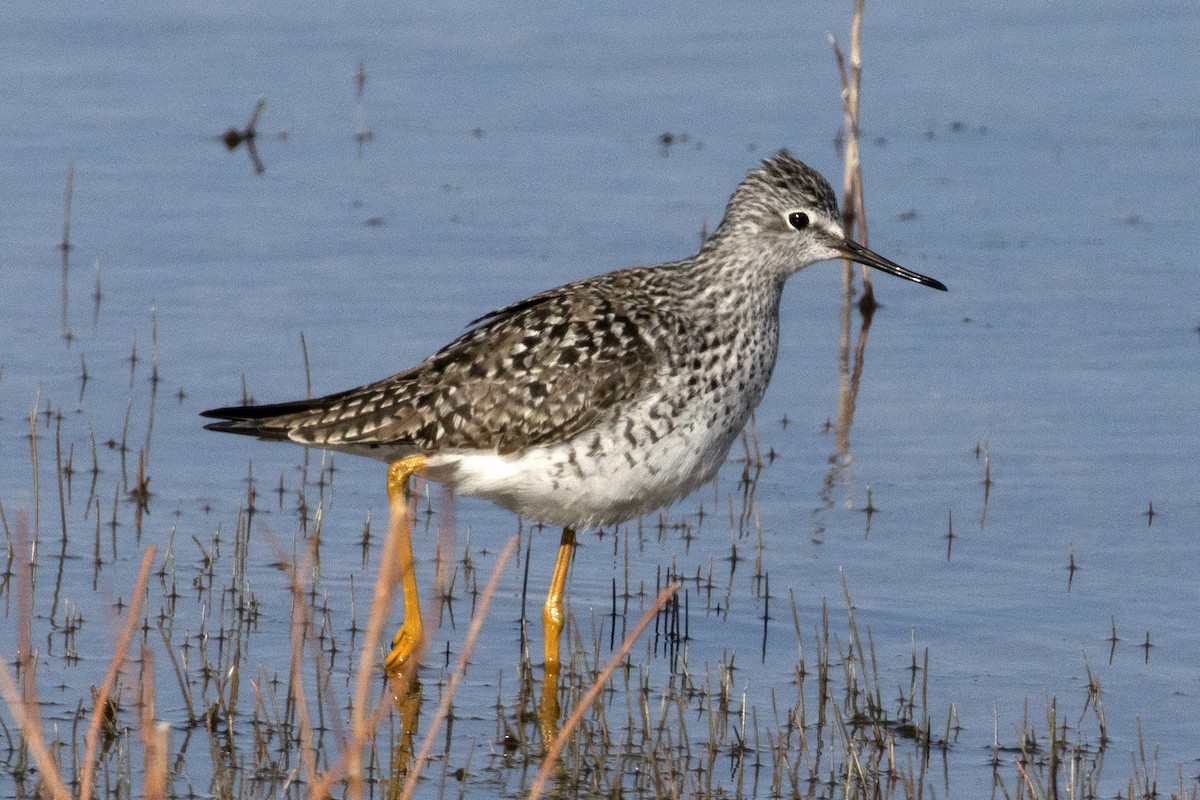Lesser Yellowlegs - ML325904221