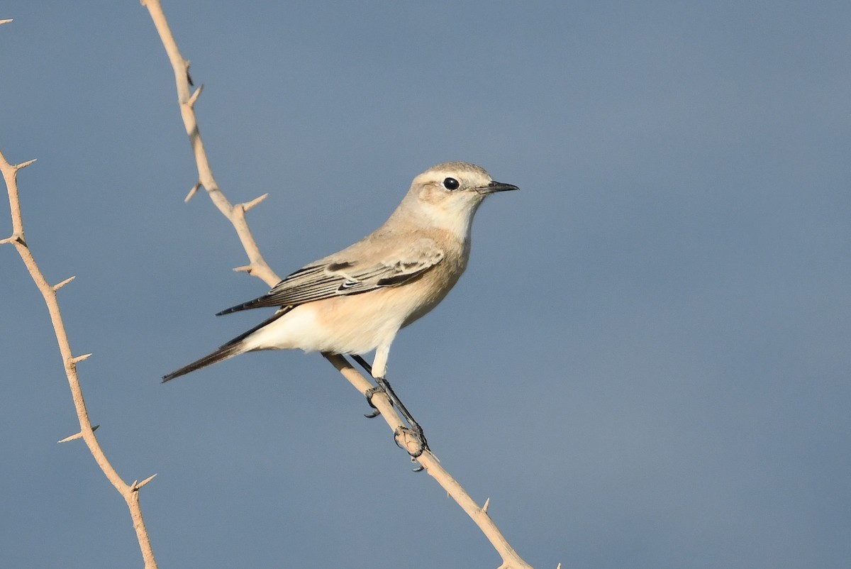 Desert Wheatear - ML325904251