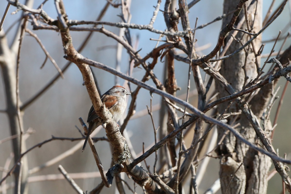 Swamp Sparrow - ML325904591